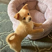 Luna joined the competition — help win amazing prizes! puppy, dog, pet_bed, carpet, indoor, small_dog, cute, fur, animal, canine, young_dog, tan_fur, curious, standing, paws, cozy, home, floor, playful, domestic