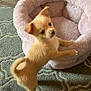 puppy, dog, pet_bed, carpet, indoor, small_dog, cute, fur, animal, canine, young_dog, tan_fur, curious, standing, paws, cozy, home, floor, playful, domestic