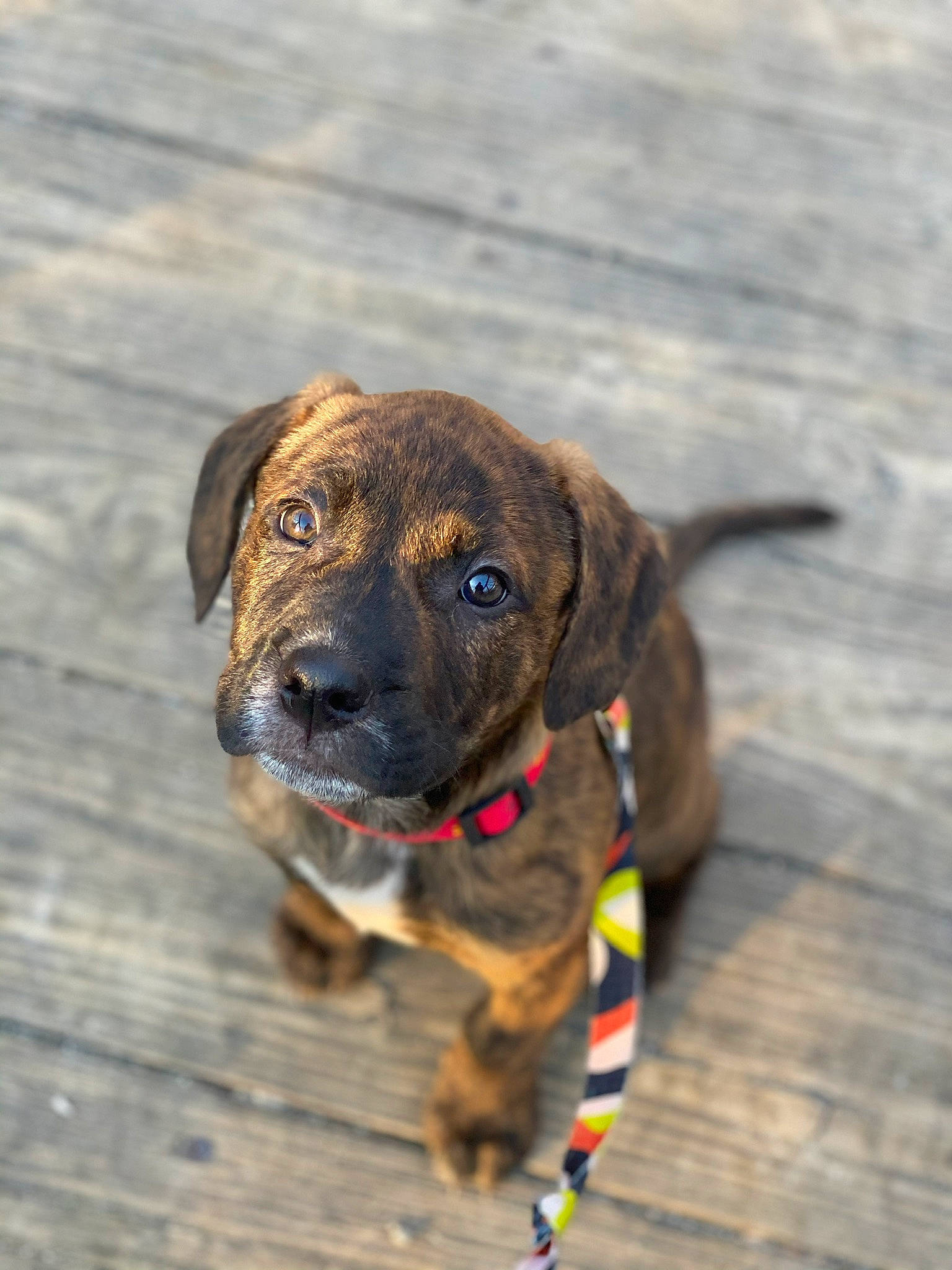 Apollo is registered to the contest to win money with this photo: bavarian_mountain_hound, canidae, carnivore, dog, dog_breed, fawn, fila_brasileiro, mammal, mountain_cur, plott_hound, puppy, rare_breed_dog, snout, sporting_group, vertebrate