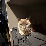 Lady is registered to the contest to win money with this photo: cat, feline, pet, whiskers, ears, fur, collar, closet, shelf, clothes, laundry, laundry_basket, indoor, portrait, looking_at_camera, shadow, pile_of_clothes, resting, home, dim_lighting