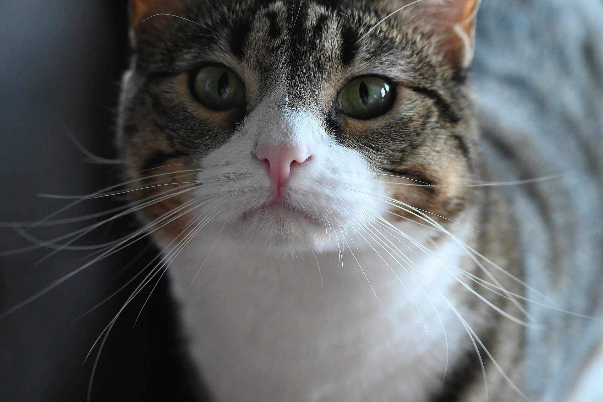 Khaleesi is registered to the contest to win money with this photo: cat, tabby_cat, close_up, portrait, whiskers, pink_nose, green_eyes, feline, pet, domestic_cat, fur, muzzle, curious, indoor, macro, face, whisker_detail, nose, closeup, portraiture