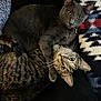 Jinx is registered to the contest to win money with this photo: cat, cats, grey_cat, tabby_cat, feline, pet, cuddling, snuggling, blanket, cushion, indoors, cozy, fur, whiskers, collar, eyes, portrait, resting, close_up, home