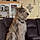 Benji