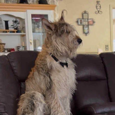 Benji