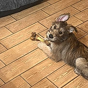 Benji is registered to the contest to win money with this photo: animal, bone, brown_fur, canine, companion, curious, digital_photo, dog, indoor, looking_up, lying_down, mobile_ui, paw, pet_bed, phone_screen, photo_gallery, screen_elements, scruffy, thumbnail_strip, wooden_floor