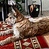 brown_dog, carpet, decor, dog, ears_up, furniture, home, indoor, laying_down, leaf, long_hair, natural_light, plant, potted_plant, red_rug, relaxed, side_view, table, texture, wooden_floor