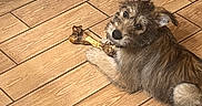 Benji joined the competition — help win amazing prizes! animal, bed, blanket, bone, cute, dog, domestic_animal, ear, flooring, fur, indoors, laying_down, looking_up, paw, pet, resting, scruffy, texture, wooden_floor, young_dog