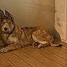 animal, beige_wall, canine, companion, dog, domestic_animal, door, ears, floor, fur, home, house, indoor, lying_down, pet, quiet, relaxed, resting, shadow, wooden_floor