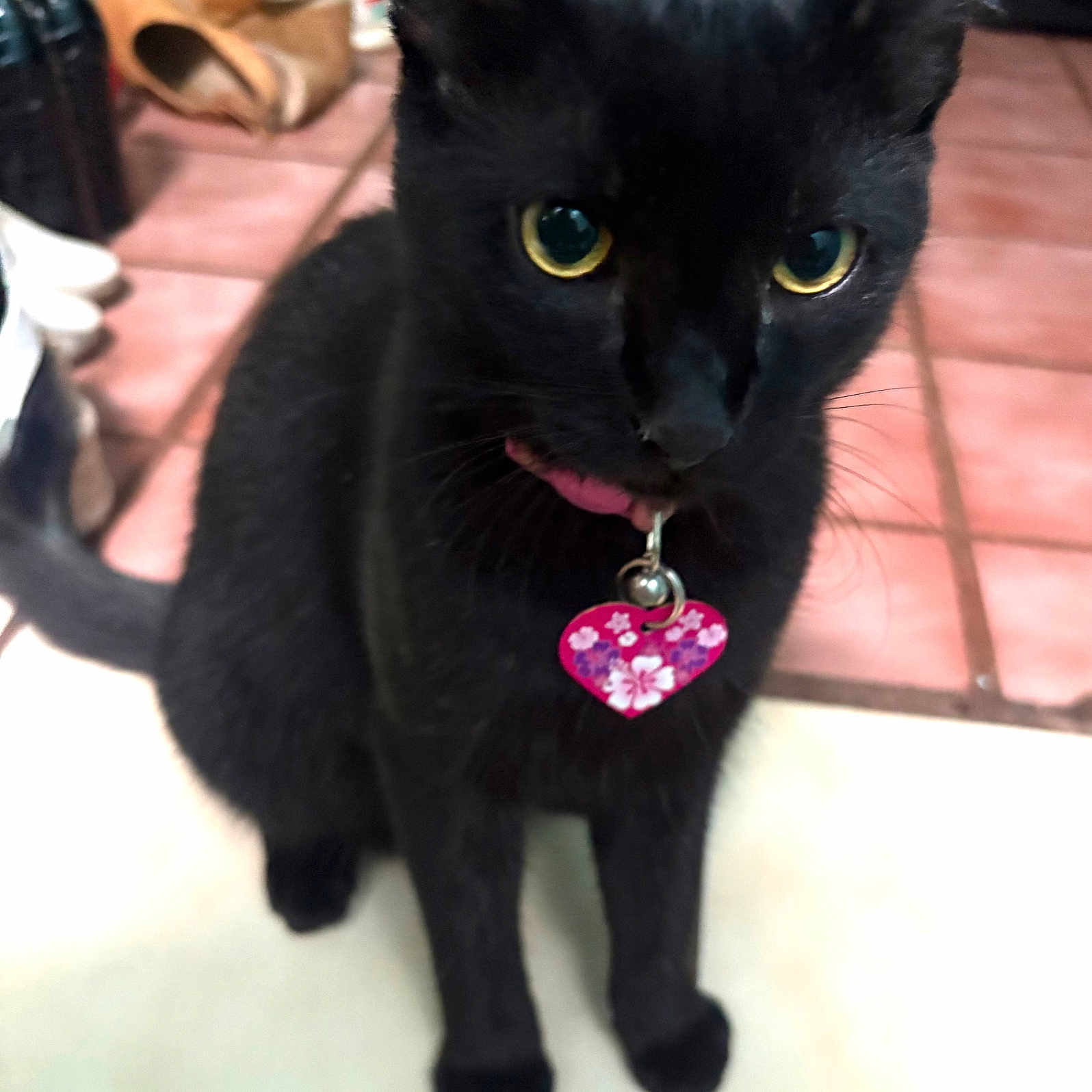Kuting is registered to the contest to win money with this photo: animal, black_cat, cat, close_up, collar, curious, cute, domestic_animal, feline, floor_tiles, fur, heart_tag, household, indoor, pet, pink_collar, portrait, sitting, whiskers, yellow_eyes