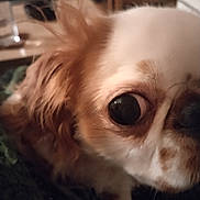 Vénus participe au concours pour gagner de l'argent avec cette photo : dog, close_up, pet, fur, indoor, animal, cute, brown, white, face, eye, nose, small_dog, companion, looking, portrait, blurred_background, cozy, domestic, mammal