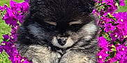 Rocket a rejoint le concours — aidez-le/la à gagner de superbes lots ! adorable, animal, cute, dog, flowers, fluffy, furry, garden, grass, greenery, hand, nature, outdoor, pet, portrait, puppy, purple_flowers, rocks, summer, young