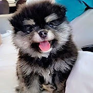 Rocket a rejoint le concours — aidez-le/la à gagner de superbes lots ! adorable, animal, bed, companion, cozy, cute, dog, domestic, fluffy, fur, happy, indoor, pet, pillow, puppy, sitting, small_dog, smiling, tongue_out, toy_like