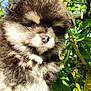Rocket a rejoint le concours — aidez-le/la à gagner de superbes lots ! adorable, animal, closeup, cute, daylight, dog, expression, fluffy, fur, greenery, leaf, muzzle, nature, outdoor, pet, portrait, puppy, soft, sunlight, young