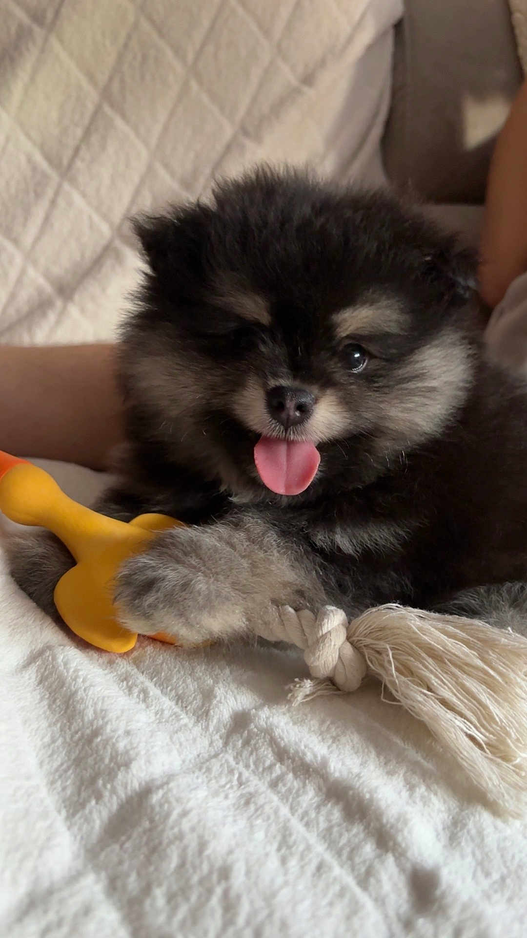 Rocket a rejoint le concours — aidez-le/la à gagner de superbes lots ! adorable, animal, bed, blanket, cute, dog, domestic_animal, fluffy, fur, indoor, paw, pet, playful, puppy, resting, rope_toy, smiling, tongue_out, toy, young