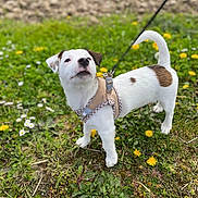 Alfi participe au concours pour gagner de l'argent avec cette photo : dog, puppy, leash, harness, grass, dandelion, daisy, outdoor, nature, pet, small_dog, white_dog, brown_spot, curious, standing, greenery, spring, flower, animal, canine