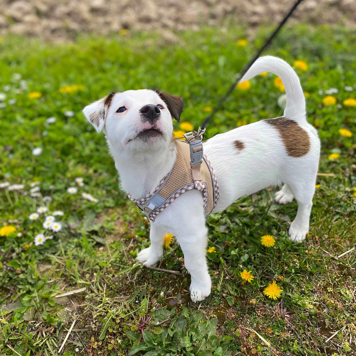Alfi participe au concours pour gagner de l'argent avec cette photo : dog, puppy, leash, harness, grass, dandelion, daisy, outdoor, nature, pet, small_dog, white_dog, brown_spot, curious, standing, greenery, spring, flower, animal, canine