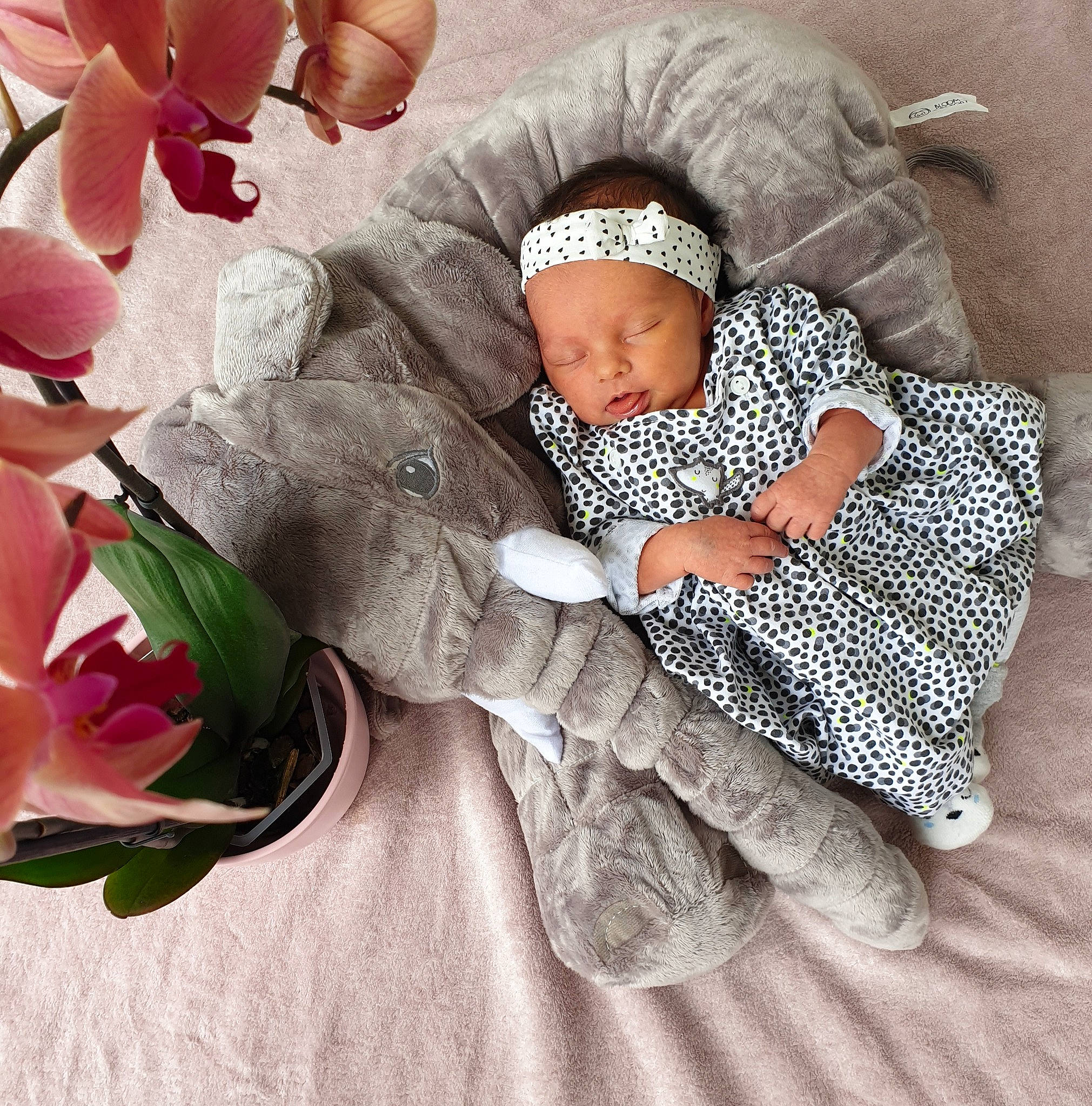 Kara participe au concours pour gagner de l'argent avec cette photo : baby, baby_sleeping, child, comfort, flower, hand, happy, headgear, headwear, leg, person, plant, sitting, sleep, toddler