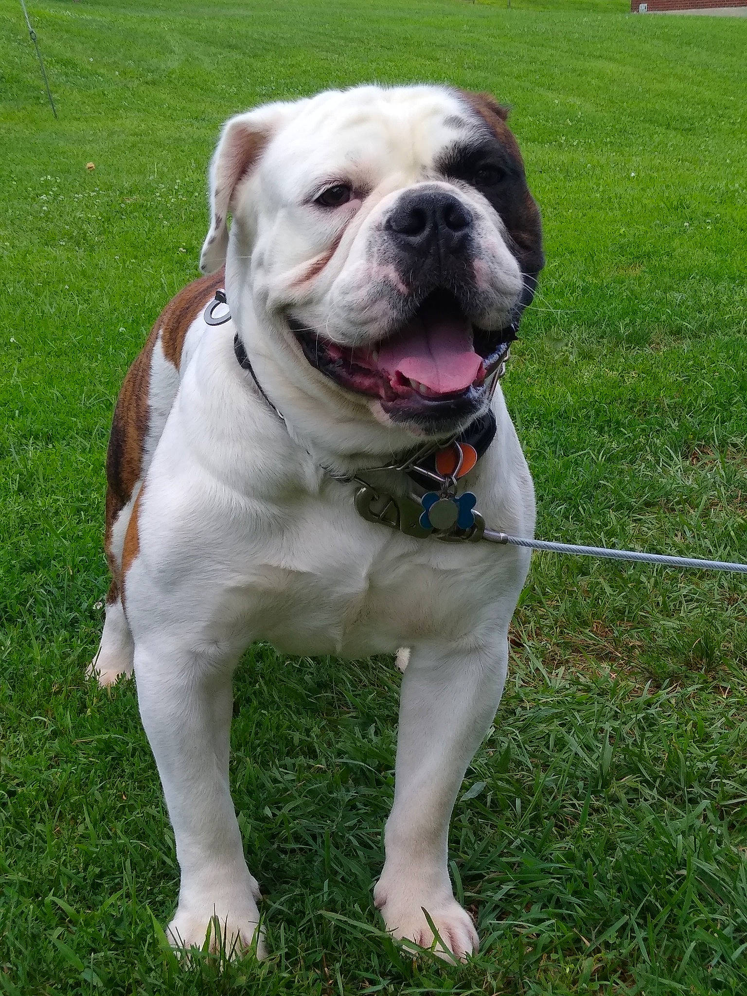 Triton joined the competition — help win amazing prizes! american_bulldog, australian_bulldog, british_bulldogs, bulldog, canidae, carnivore, companion_dog, dog, dog_breed, dorset_olde_tyme_bulldogge, mammal, non_sporting_group, old_english_bulldog, olde_english_bulldogge, renascence_bulldogge, snout, toy_bulldog, valley_bulldog, vertebrate, white_english_bulldog