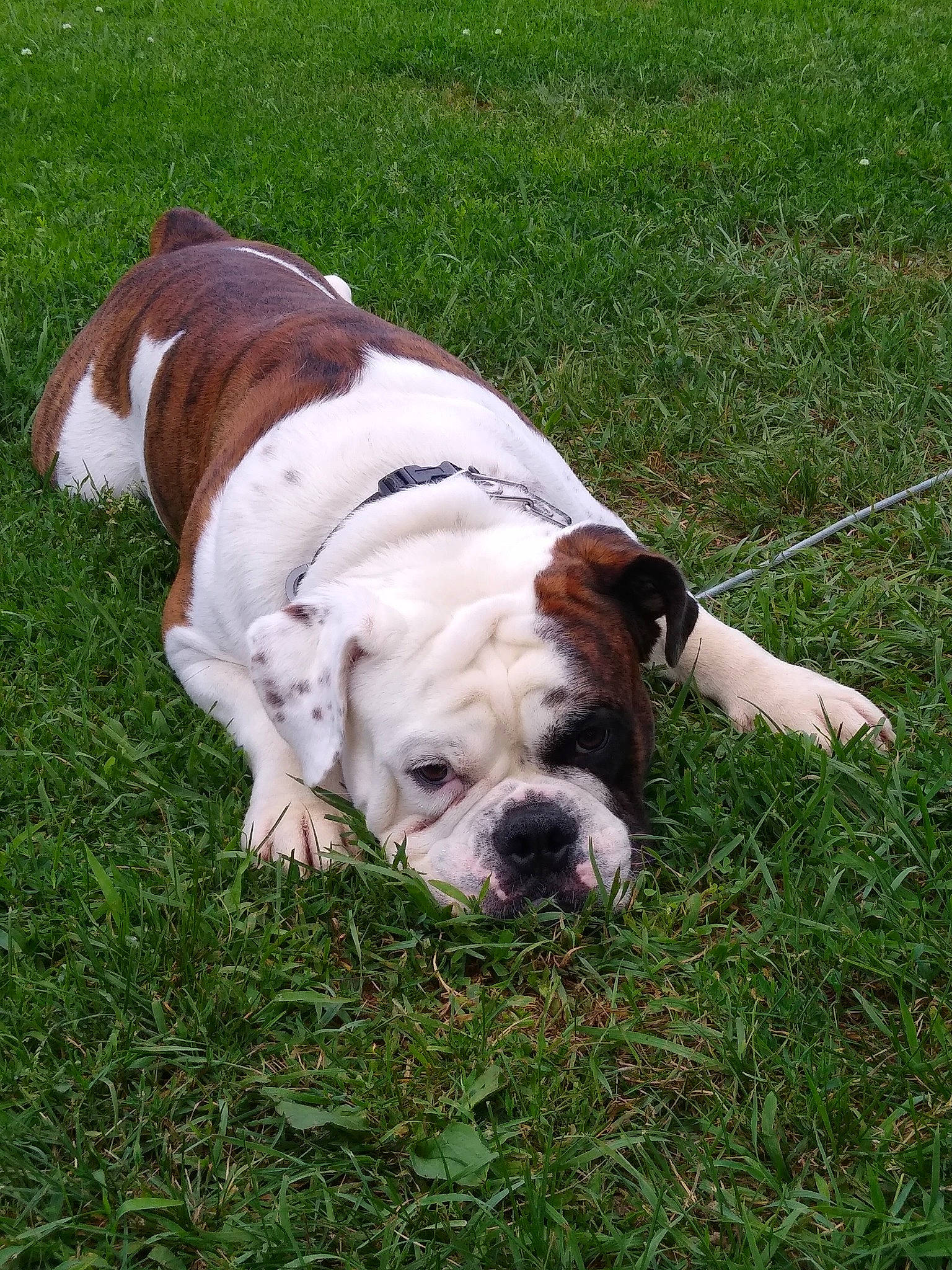 Triton is registered to the contest to win money with this photo: american_bulldog, australian_bulldog, british_bulldogs, bulldog, canidae, carnivore, companion_dog, dog, dog_breed, dorset_olde_tyme_bulldogge, grass, mammal, old_english_bulldog, olde_english_bulldogge, renascence_bulldogge, snout, toy_bulldog, valley_bulldog, vertebrate, white_english_bulldog