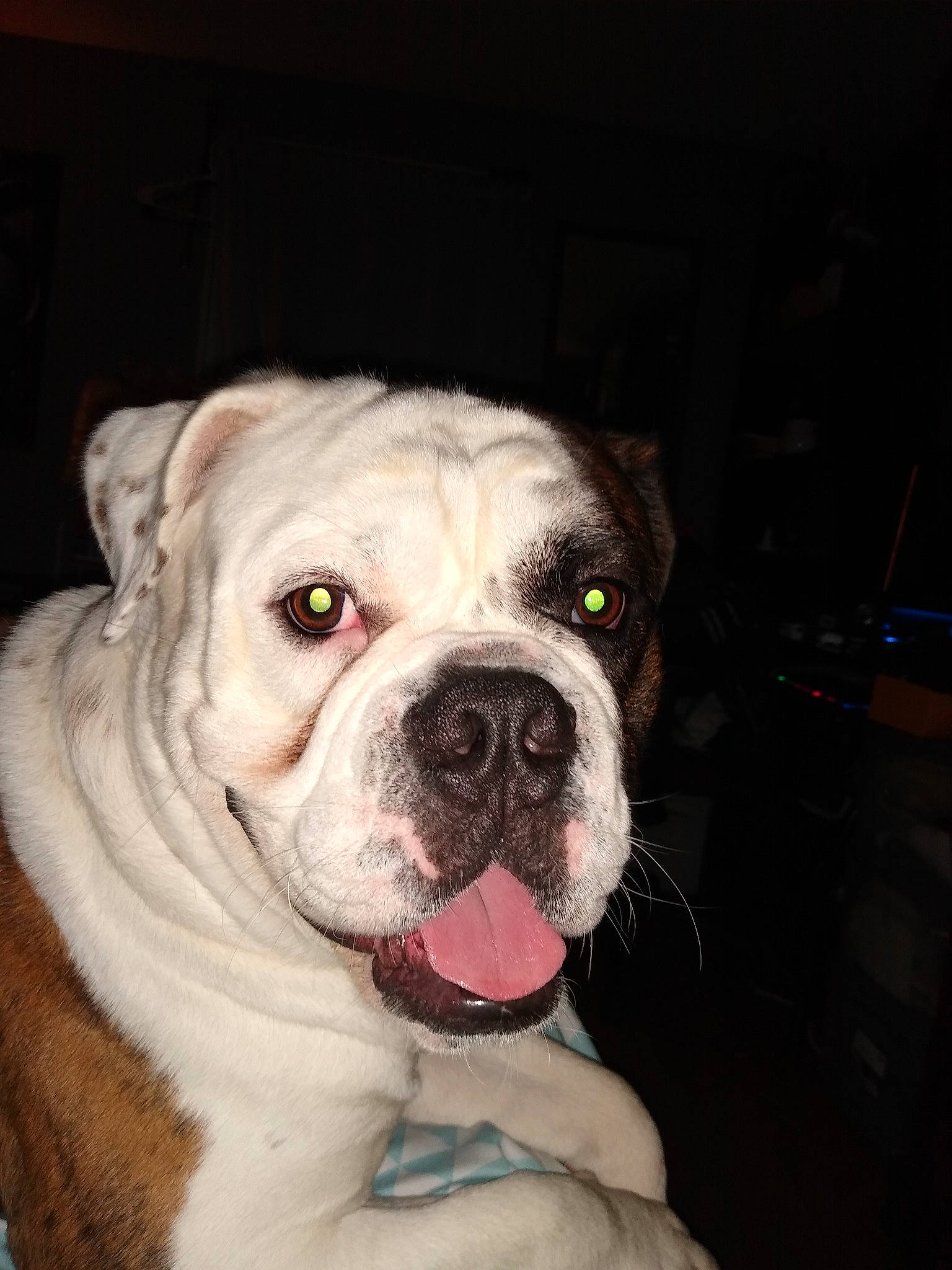 Triton is registered to the contest to win money with this photo: american_bulldog, australian_bulldog, bulldog, canidae, carnivore, companion_dog, dog, dog_breed, mammal, non_sporting_group, nose, old_english_bulldog, olde_english_bulldogge, renascence_bulldogge, skin, snout, toy_bulldog, valley_bulldog, vertebrate, white_english_bulldog