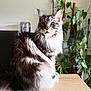 Akela participe au concours pour gagner de l'argent avec cette photo : cat, fluffy, long_hair, amber_eyes, table, indoor, houseplants, greenery, wooden_surface, pet, feline, domestic_animal, sitting, portrait, cozy, natural_light, curious, whiskers, ears, fur