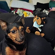 Bandit is registered to the contest to win money with this photo: dog, indoor, plush_toy, person, black_fur, brown_fur, sofa, couch, blurred_background, pet, animal, comfort, resting, face, ears, eyes, nose, fur, home, relaxation