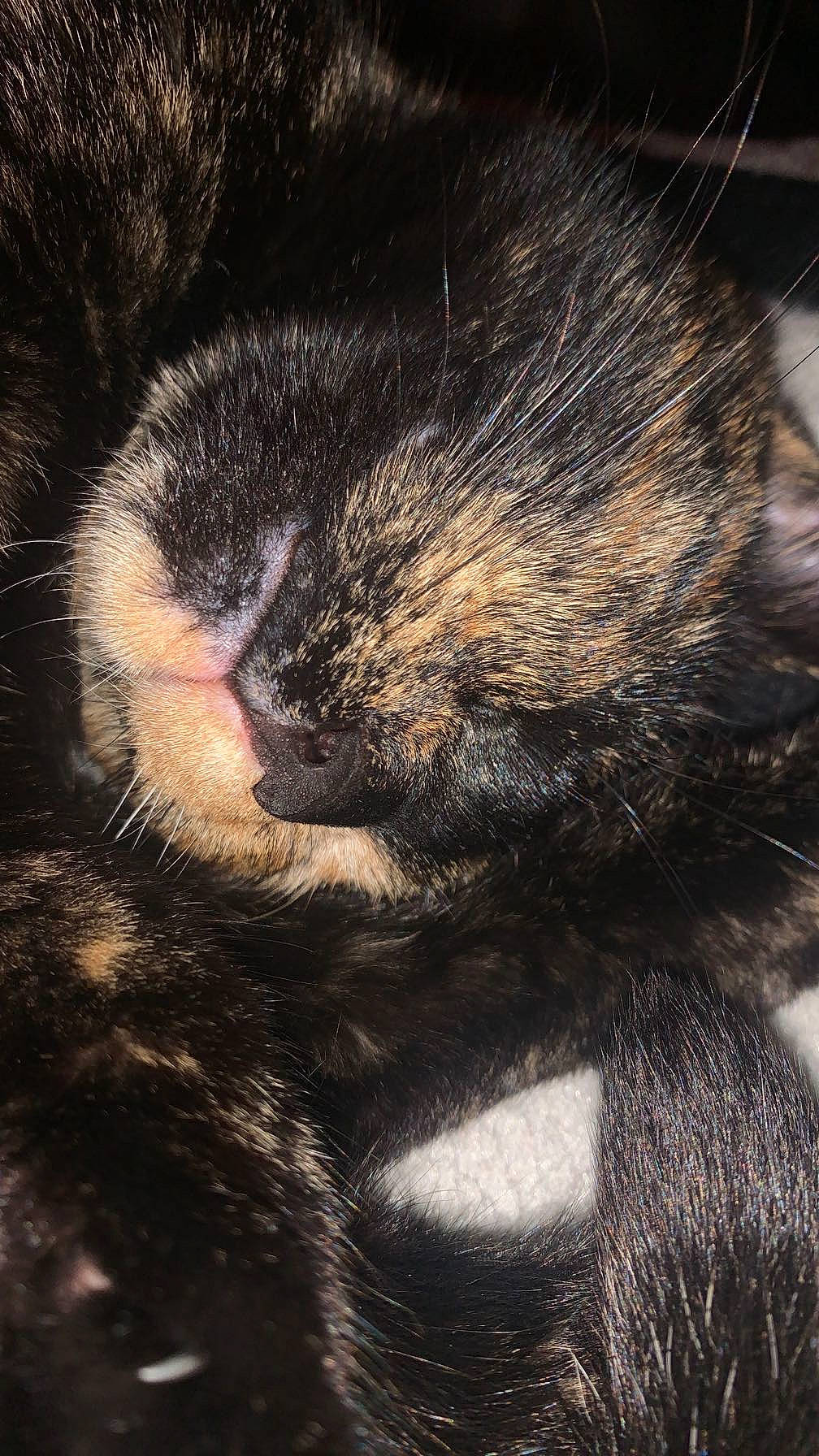 Luna is registered to the contest to win money with this photo: carnivore, cat, claw, close_up, comfort, domestic_short_haired_cat, ear, eye, felidae, head, human_body, mammal, paw, small_to_medium_sized_cats, snout, tail, terrestrial_animal, vertebrate, whiskers, wildlife