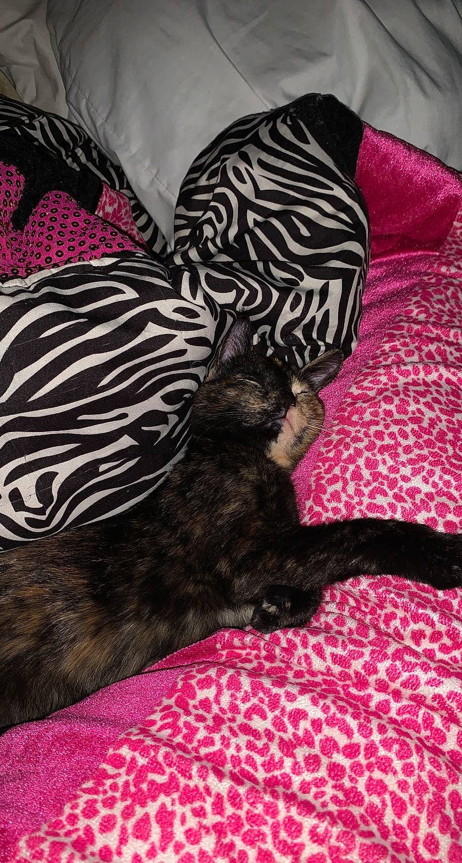 Luna is registered to the contest to win money with this photo: bedding, black_cat, carnivore, cat, comfort, companion_dog, dog_breed, fawn, felidae, fur, grey, linens, magenta, mammal, pattern, pink, small_to_medium_sized_cats, sporting_group, textile, whiskers