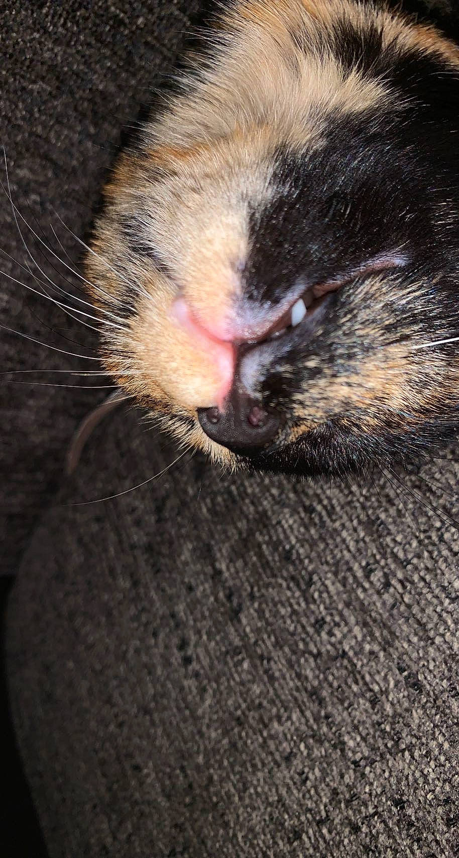 Luna joined the competition — help win amazing prizes! carnivore, cat, claw, darkness, domestic_short_haired_cat, ear, eye, felidae, fur, hair, head, human_body, paw, small_to_medium_sized_cats, snout, tail, terrestrial_animal, whiskers, wood