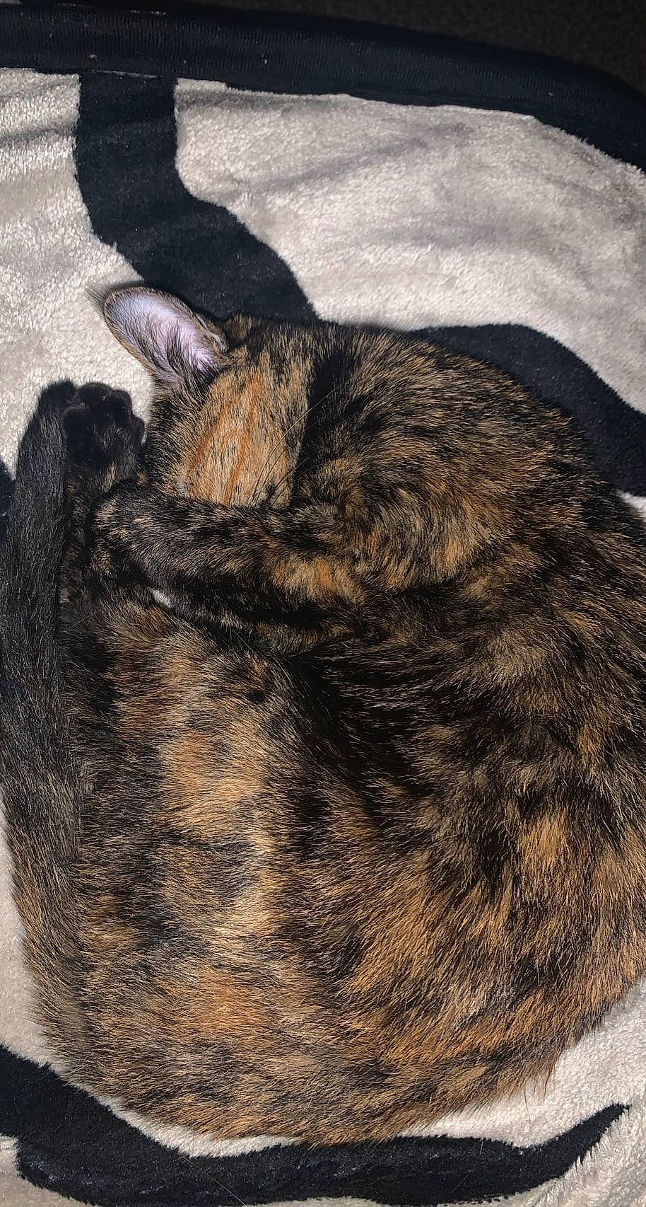 Luna joined the competition — help win amazing prizes! brown, carnivore, cat, claw, comfort, dog_breed, felidae, fur, liver, nap, natural_material, sleep, small_to_medium_sized_cats, snout, sporting_group, tail, terrestrial_animal, whiskers