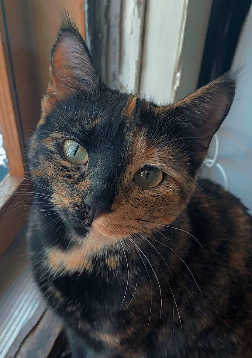 Luna joined the competition — help win amazing prizes! carnivore, cat, domestic_short_haired_cat, felidae, fur, handwriting, pet_supply, small_to_medium_sized_cats, snout, terrestrial_animal, whiskers, window