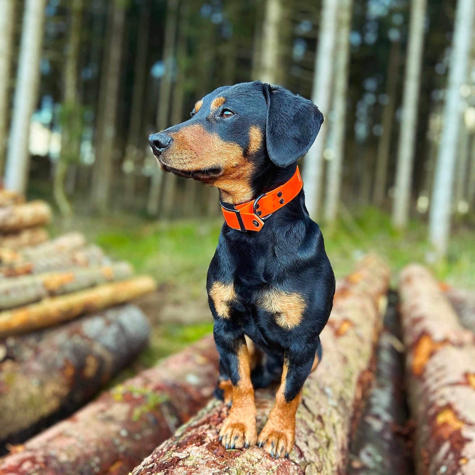 Valto participe au concours pour gagner de l'argent avec cette photo : animal, canine, dog, grove, hound, labradorretriever, land, nature, outdoors, path, pet, plant, puppy, rainforest, redwood, trail, tree, vegetation, wood, woodland