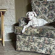 Izzy is registered to the contest to win money with this photo: animal, armchair, calm, canine, companion, dog, domestic, floral_pattern, furniture, home, indoor, pet, quiet, relaxed, resting, tile_floor, vintage_furniture, white_dog, window_blinds, wooden_table