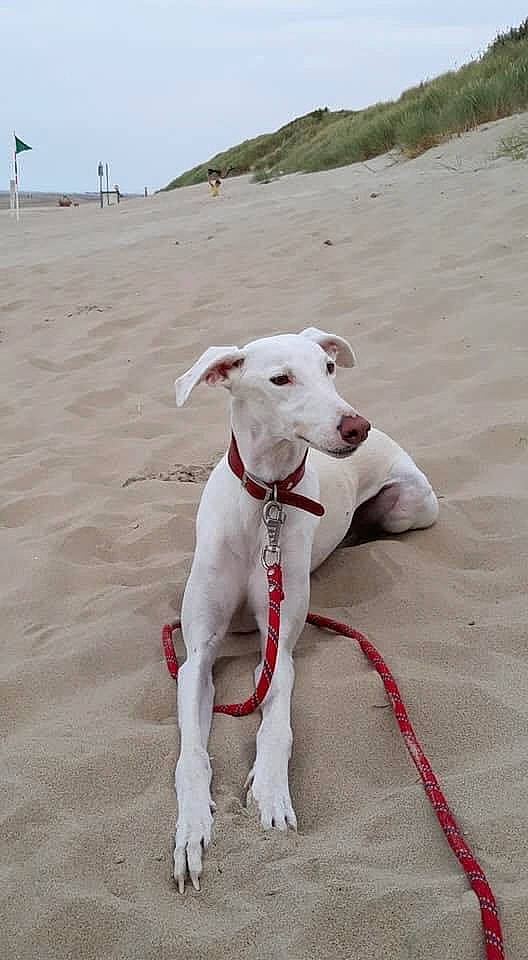 Bianco a rejoint le concours — aidez-le/la à gagner de superbes lots ! canidae, carnivore, cretan_hound, dog, dog_breed, galgo_espanol, greyhound, ibizan_hound, leash, magyar_agar, mammal, mudhol_hound, podenco_canario, rampur_greyhound, rare_breed_dog, sighthound, sloughi, sporting_group, vertebrate, whippet