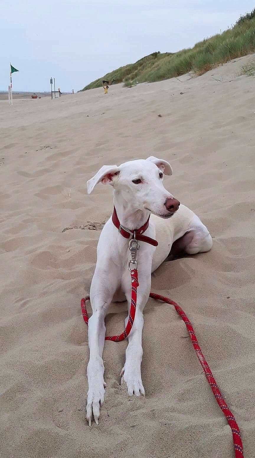 Bianco participe au concours pour gagner de l'argent avec cette photo : canidae, carnivore, cretan_hound, dog, dog_breed, galgo_espanol, greyhound, ibizan_hound, leash, magyar_agar, mammal, mudhol_hound, podenco_canario, polish_greyhound, rampur_greyhound, rare_breed_dog, sighthound, sporting_group, vertebrate, whippet