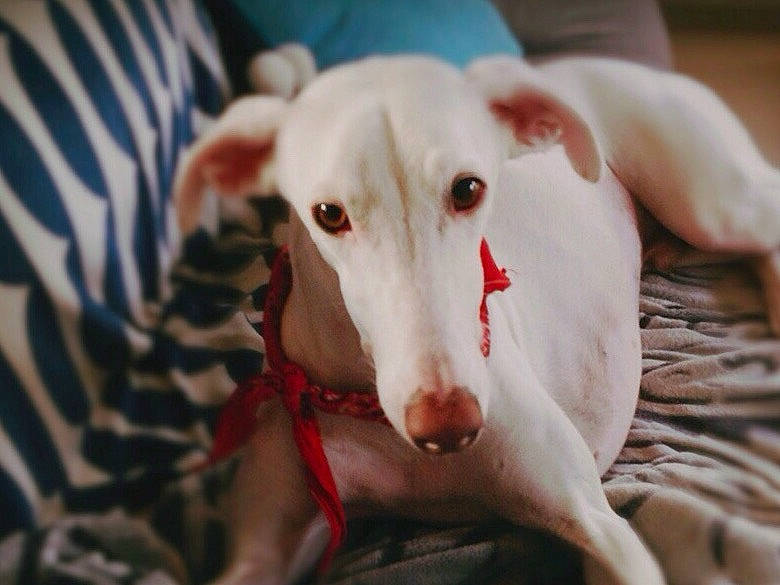 Bianco participe au concours pour gagner de l'argent avec cette photo : canidae, carnivore, chippiparai, dog, dog_breed, galgo_espanol, greyhound, hortaya_borzaya, ibizan_hound, italian_greyhound, mammal, mudhol_hound, polish_greyhound, rampur_greyhound, sighthound, snout, vertebrate, whippet