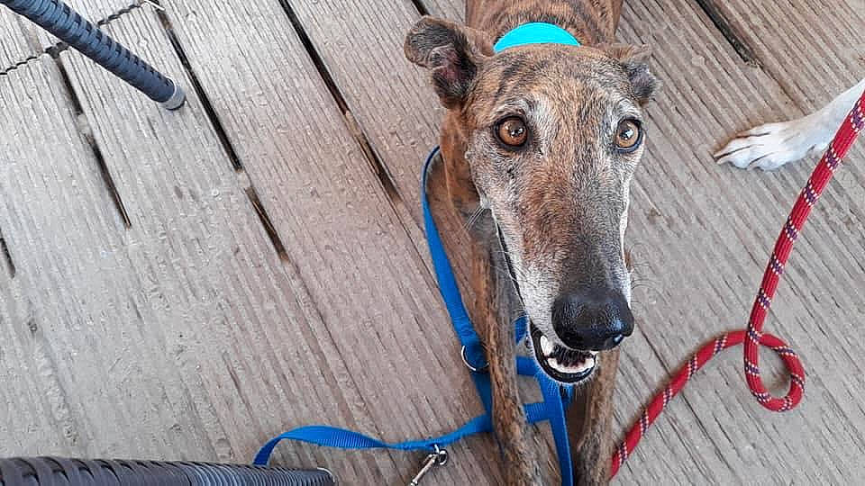 Lola participe au concours pour gagner de l'argent avec cette photo : canidae, carnivore, chippiparai, dog, dog_breed, fawn, galgo_espanol, greyhound, hortaya_borzaya, italian_greyhound, lurcher, magyar_agar, mammal, mudhol_hound, polish_greyhound, sighthound, sloughi, snout, vertebrate, whippet