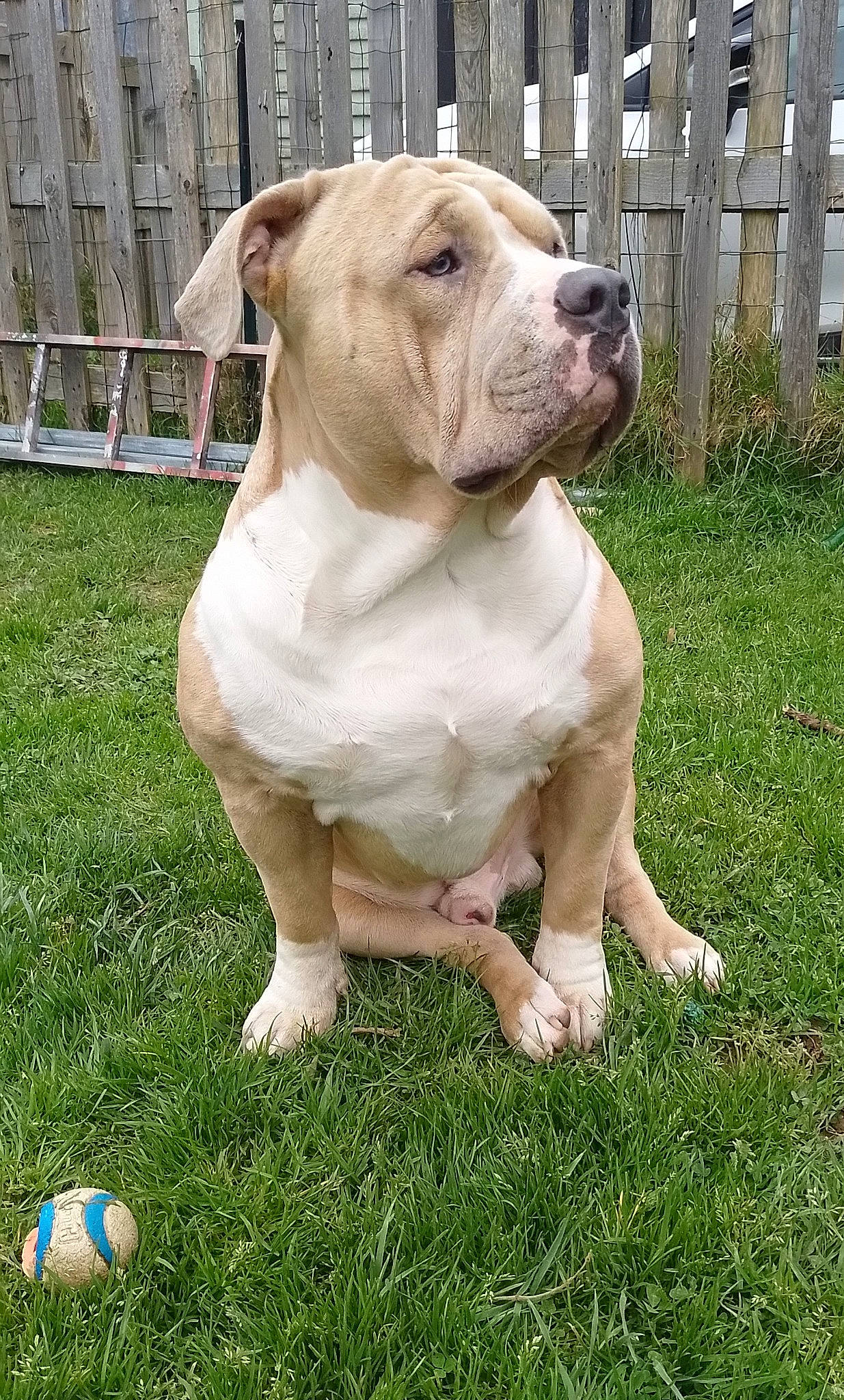 Paco a rejoint le concours — aidez-le/la à gagner de superbes lots ! ball, bulldog, carnivore, collar, companion_dog, dog, dog_breed, dog_collar, fawn, fence, football, grass, home_fencing, molosser, plant, snout, sporting_group, sports_equipment, tail, working_animal