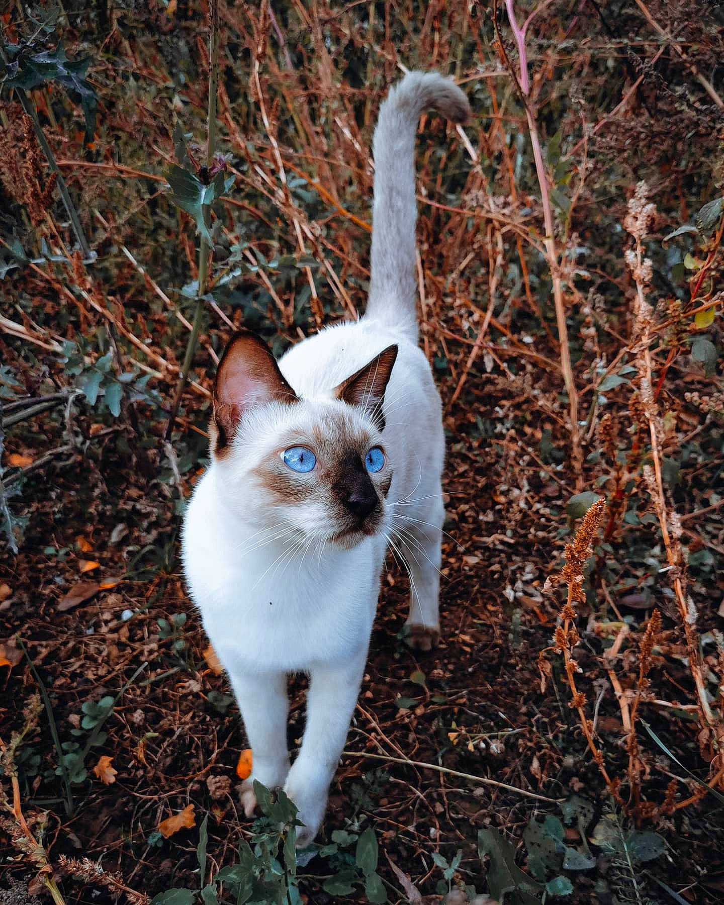 Néko a rejoint le concours — aidez-le/la à gagner de superbes lots ! carnivore, cat, colorpoint_shorthair, eye, felidae, fur, leaf, organism, plant, small_to_medium_sized_cats, tail, tree, whiskers, wildlife