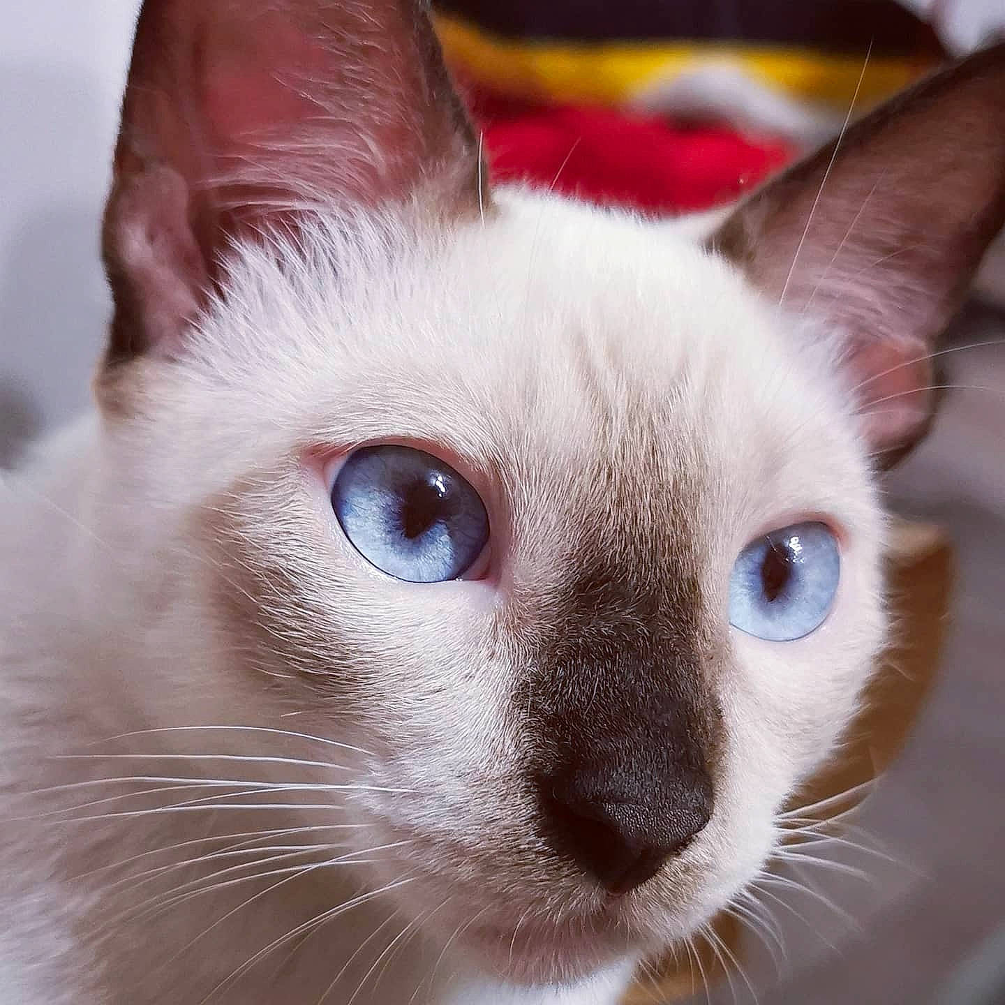 Néko participe au concours pour gagner de l'argent avec cette photo : asian, balinese, carnivore, cat, close_up, colorpoint_shorthair, cornish_rex, eye, felidae, head, javanese, khao_manee, mammal, nose, small_to_medium_sized_cats, snout, thai, tonkinese, vertebrate, whiskers