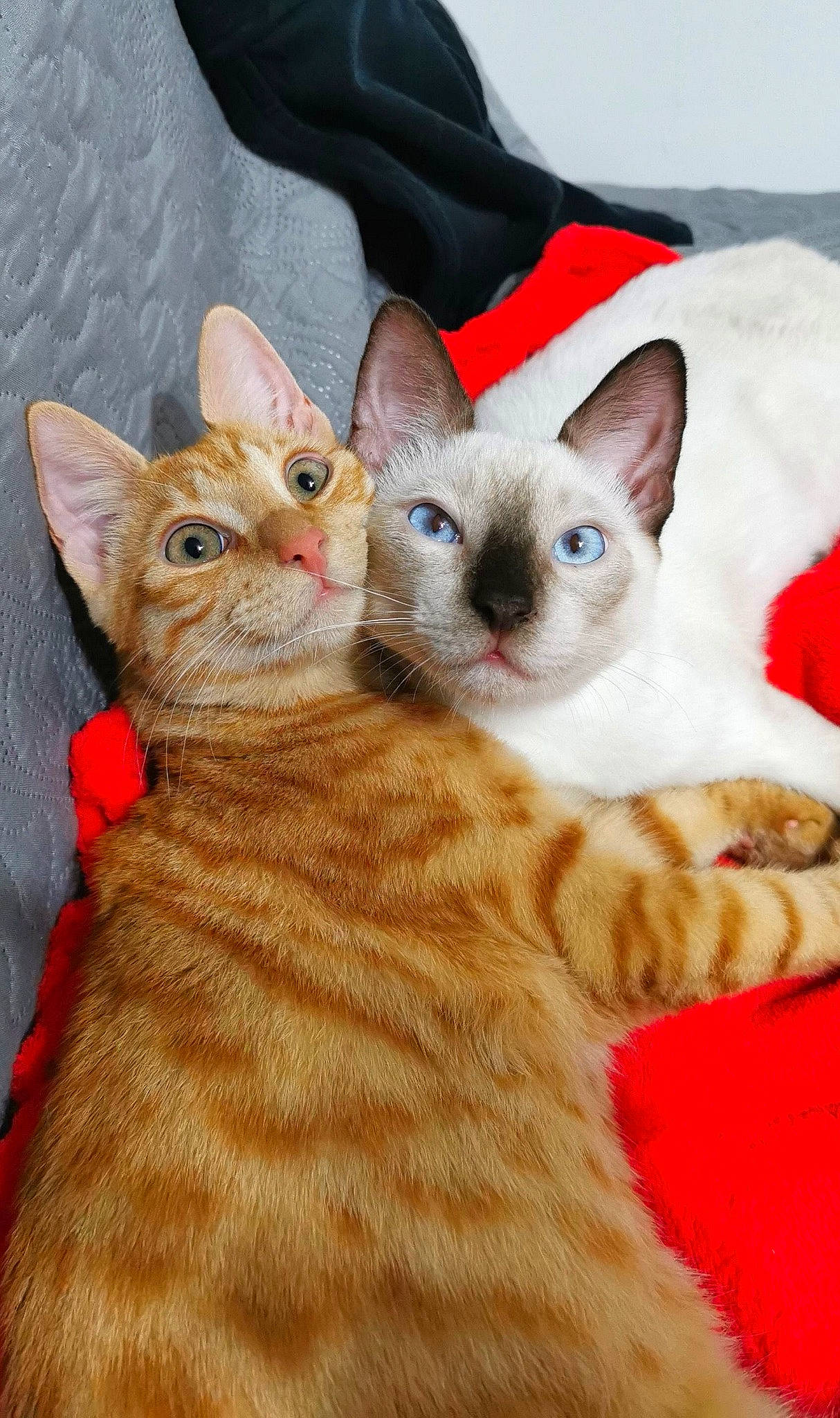 Néko participe au concours pour gagner de l'argent avec cette photo : arabian_mau, asian, australian_mist, carnivore, cat, colorpoint_shorthair, domestic_short_haired_cat, european_shorthair, fawn, felidae, german_rex, javanese, kitten, mammal, oriental_longhair, oriental_shorthair, small_to_medium_sized_cats, tabby_cat, vertebrate, whiskers