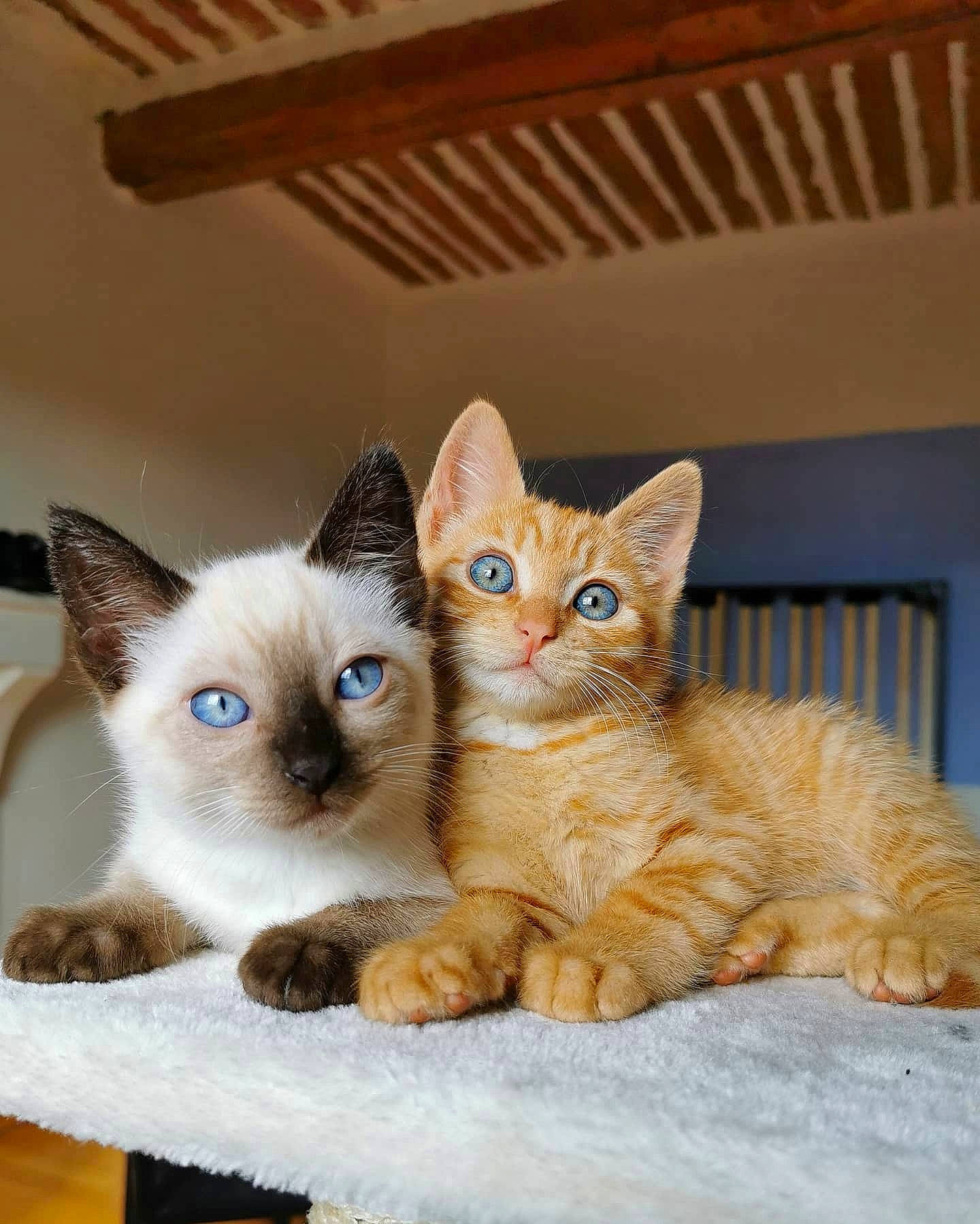 Néko a rejoint le concours — aidez-le/la à gagner de superbes lots ! asian, balinese, carnivore, cat, colorpoint_shorthair, domestic_short_haired_cat, european_shorthair, fawn, felidae, javanese, kitten, mammal, ojos_azules, ragdoll, siamese, small_to_medium_sized_cats, thai, tonkinese, vertebrate, whiskers