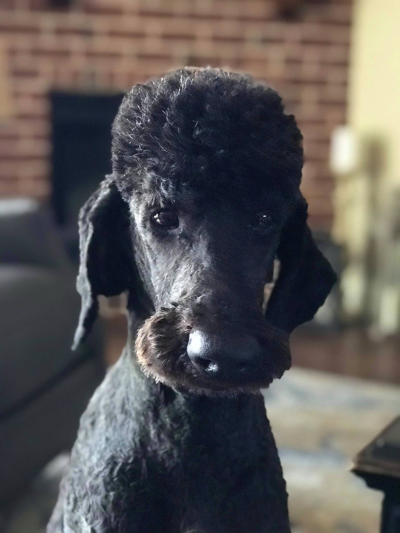 Jack joined the competition — help win amazing prizes! brick, carnivore, companion_dog, dog, dog_breed, dog_collar, fur, metal, monochrome, monochrome_photography, pet_supply, poodle, puppy, snout, standard_poodle, terrestrial_animal, terrier, toy_dog, water_dog, working_animal
