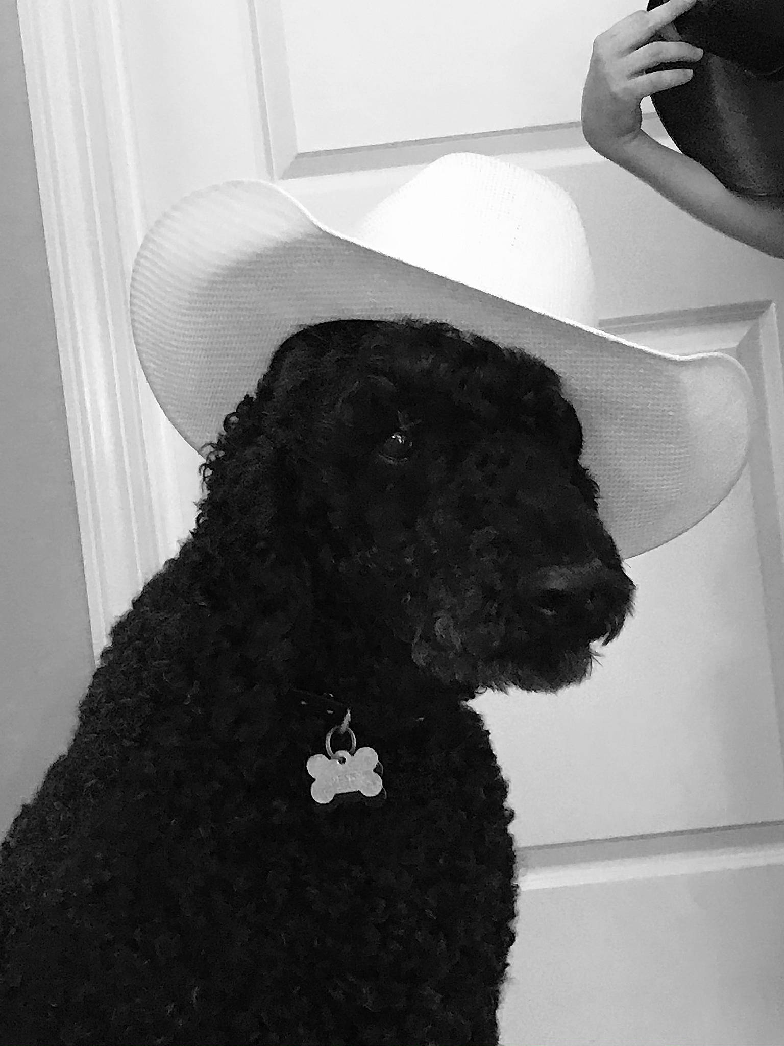 Jack is registered to the contest to win money with this photo: black, black_and_white, carnivore, companion_dog, dog, dog_breed, dog_collar, fur, liver, monochrome, monochrome_photography, poodle, snout, sporting_group, style, tints_and_shades, toy_dog, water_dog, white, working_animal