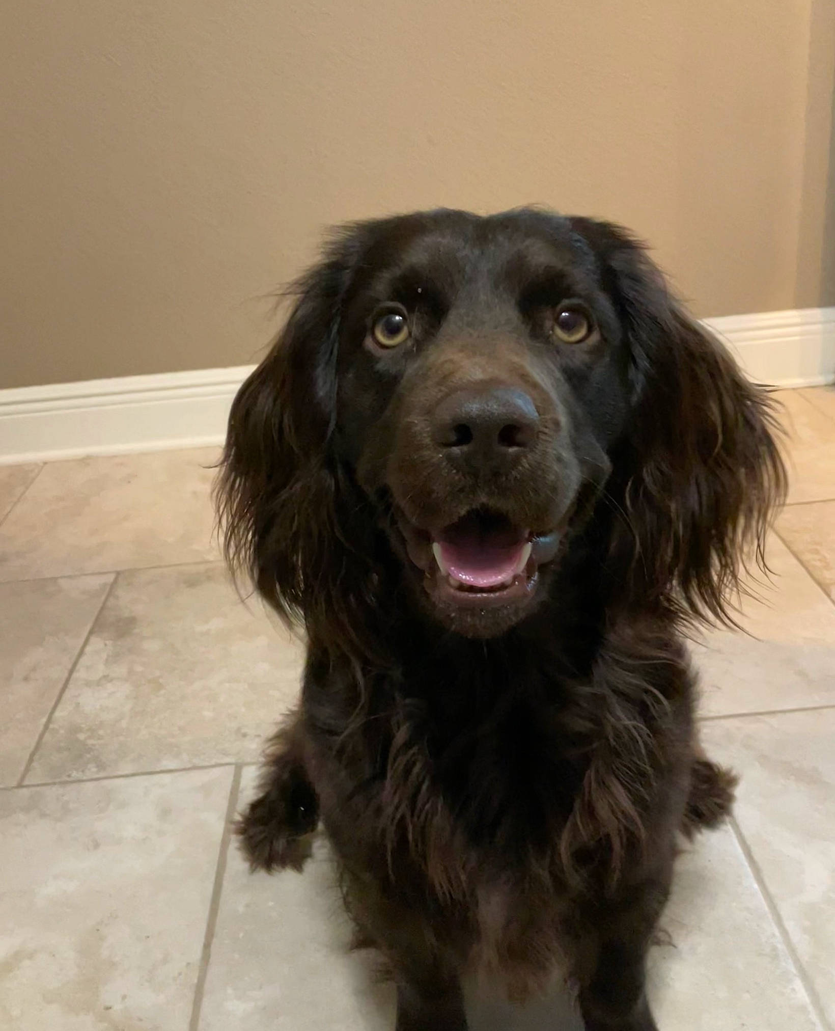 Roosevelt is registered to the contest to win money with this photo: biting, canidae, carnivore, cocker_spaniel, companion_dog, dog, dog_breed, eye, flooring, fur, gun_dog, liver, snout, spaniel, sporting_group, terrestrial_animal, tile_flooring, whiskers, working_animal, working_dog