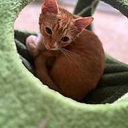 Rudra joined the competition — help win amazing prizes! cat, kitten, orange_cat, pet, feline, animal, cute, indoor, cozy, green, cat_tree, fur, whiskers, ears, looking, curious, closeup, soft_focus, cute_animal, resting