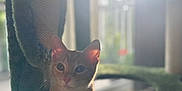 Rudra joined the competition — help win amazing prizes! cat, kitten, orange_cat, white_paws, cat_tree, carpeted, sunlight, backlit, indoor, pet, cute, whiskers, ears, curious, animal, feline, relaxed, resting, soft_light, home
