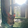 cat, kitten, orange_cat, white_paws, cat_tree, carpeted, sunlight, backlit, indoor, pet, cute, whiskers, ears, curious, animal, feline, relaxed, resting, soft_light, home