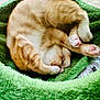Rudra joined the competition — help win amazing prizes! cat, orange_tabby, sleeping, curled_up, paws, pink_paw_pads, furry, cozy, bed, green_bed, soft_texture, pet, animal, domestic_cat, fur, cute, resting, indoor, warm, relaxed