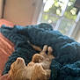 Rudra joined the competition — help win amazing prizes! cat, orange_cat, lying_down, relaxed, paws_up, fluffy_blanket, teal_blanket, bed, indoor, window, natural_light, sleepy, pet, fur, whiskers, cozy, resting, home, cute, animal